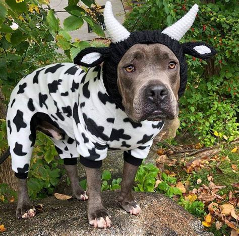 Pitbull dog costumes - Check out our ladybug dog costume selection for the very best in unique or custom, handmade pieces from our pet costumes shops. ... Halloween Dog Costume Ladybug Dog Sweater Red Small Dog Clothes Teacup Dog Clothing Chihuahua Yorkie French Bulldog Pitbull Outfit Hoodie (474) $ 39.90. FREE shipping Add to Favorites Ladybug …
